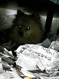 poron_blog0315.01