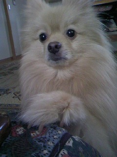 poron_blog.020802
