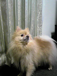 poron_blog.110605